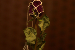 IMG_8794_resultat