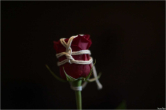IMG_9315_resultat